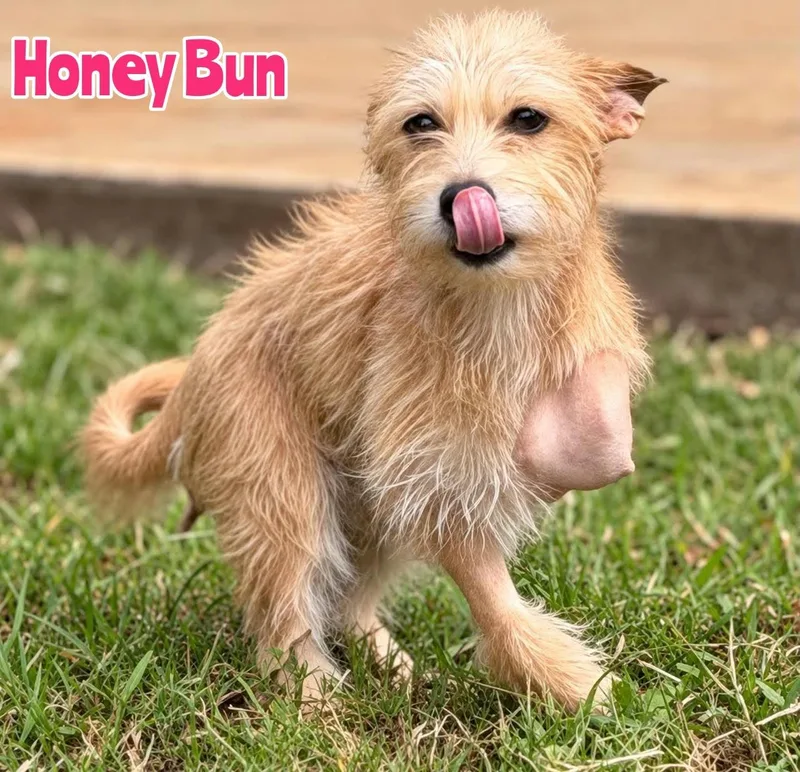 A young small-sized female Rat Terrier dog named Honey Bun for adoption in New Baltimore, MI
