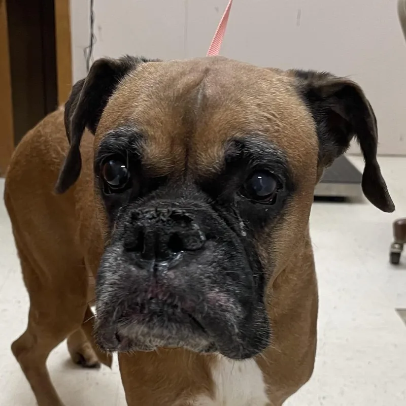 A senior medium-sized female Brown / Chocolate Boxer dog named Bella for adoption in Green Forest, AR