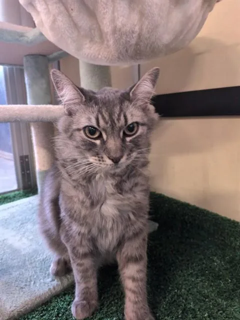 A young small-sized male Domestic Short Hair cat named Pancito for adoption in Lancaster, CA