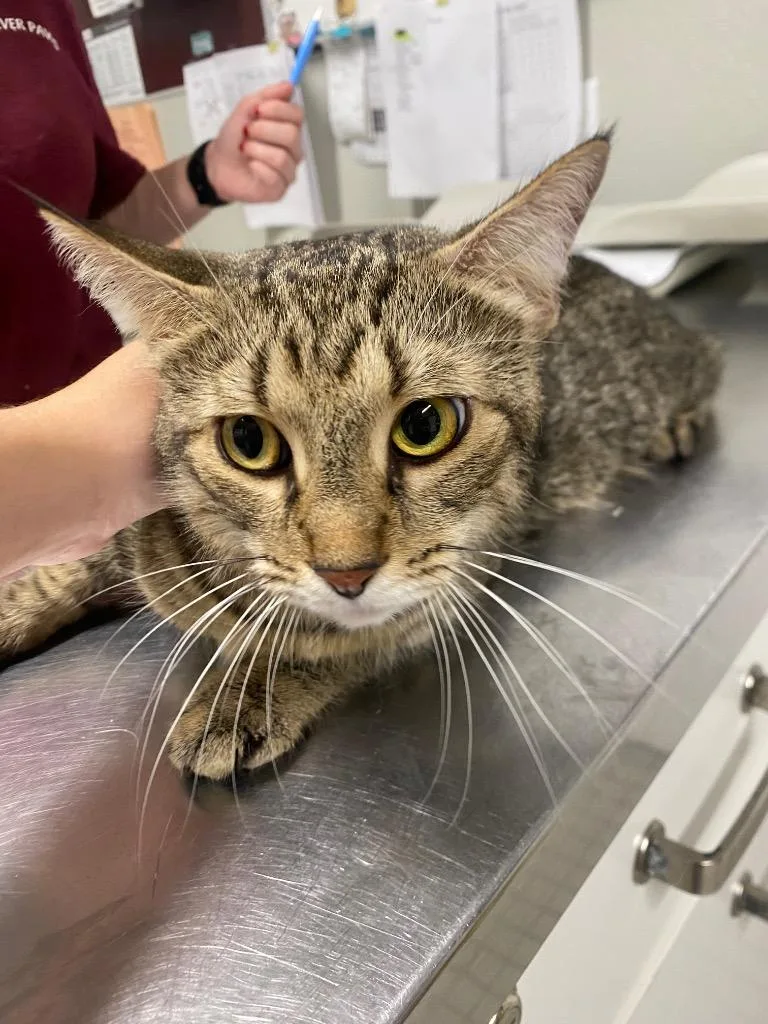 An adult medium-sized female Domestic Short Hair cat named Dandelion for adoption in Fall River, MA