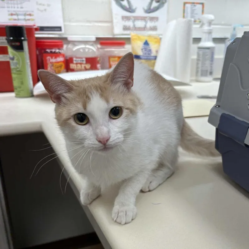 A young medium-sized female Orange / Red Domestic Short Hair cat named Angelica for adoption in Beaumont, TX