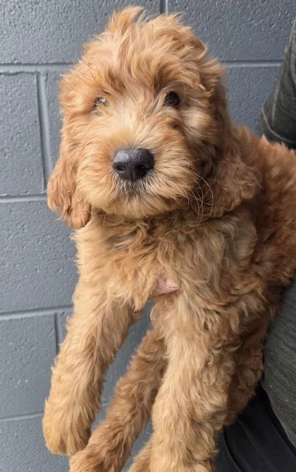 A baby large-sized male Golden Retriever dog named Tucker for adoption in Malvern, PA
