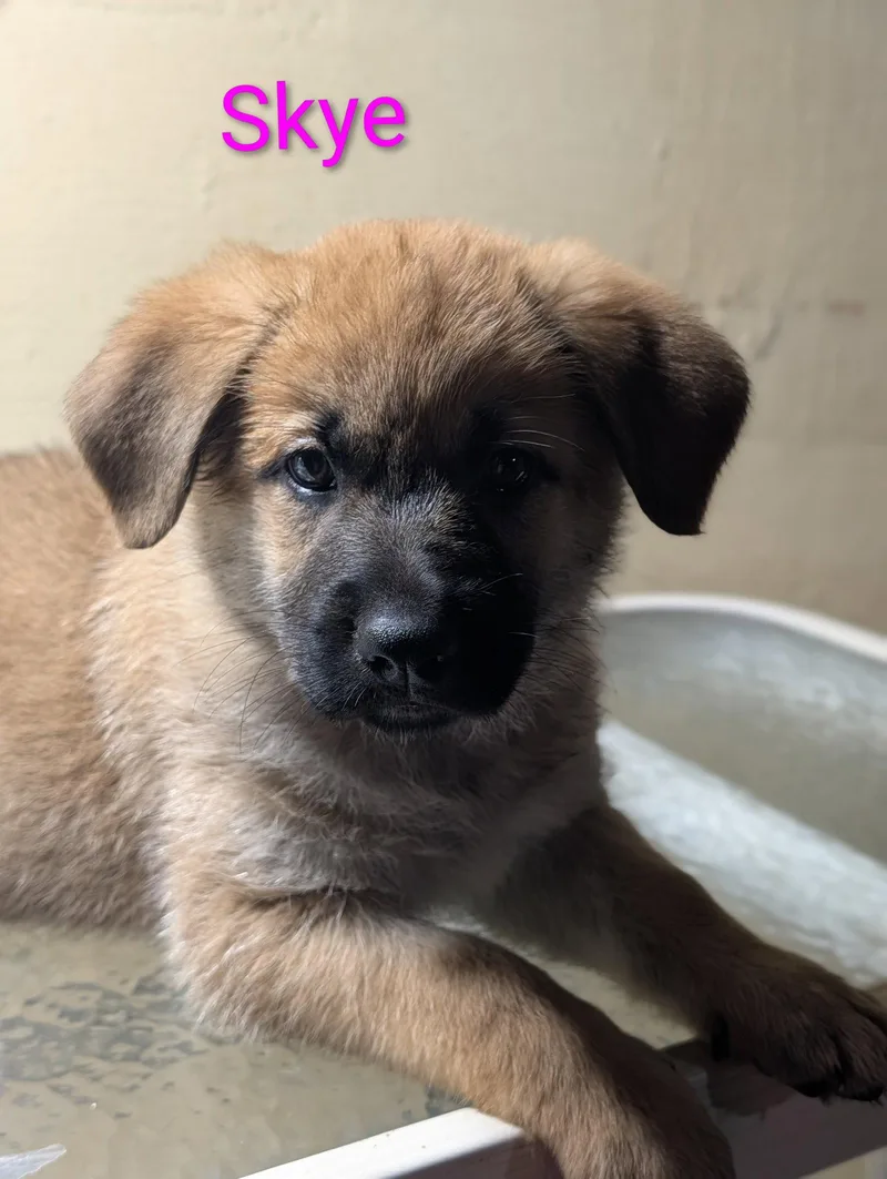 A baby large-sized female Great Pyrenees dog named Skye for adoption in Newport, KY