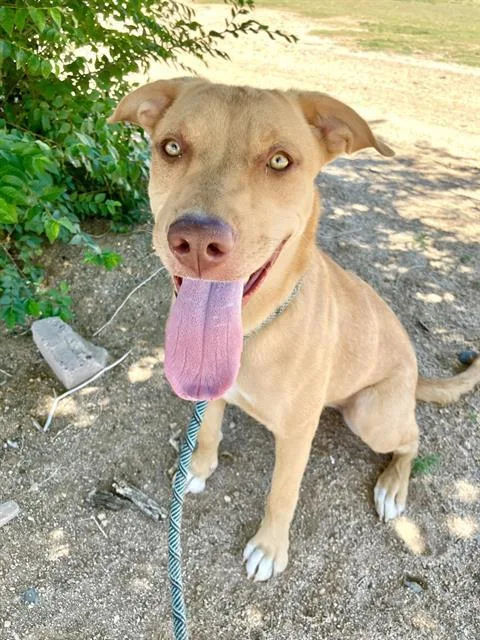 A young medium-sized female Labrador Retriever dog named Glinda for adoption in Albuquerque, NM