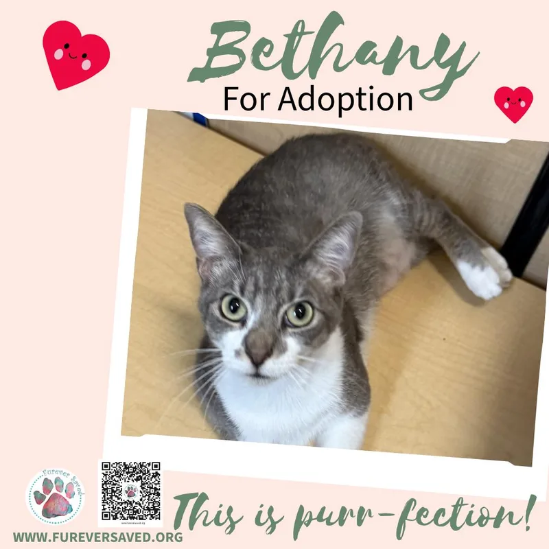 A baby small-sized female Tabby (Gray / Blue / Silver) Domestic Short Hair cat named Bethany for adoption in Miami, FL