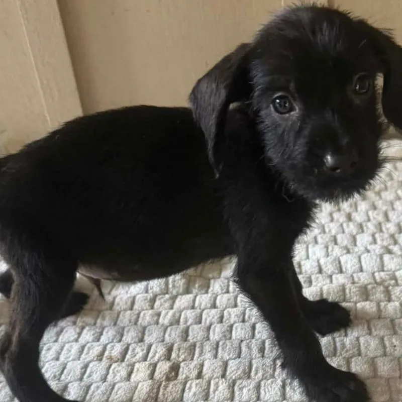 A baby medium-sized male Black Mixed Breed dog named Grady for adoption in Alexandria, VA