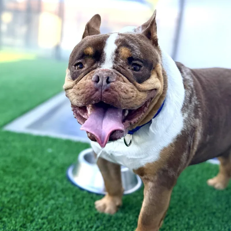 An adult medium-sized male Brown / Chocolate English Bulldog dog named Brownie A for adoption in Mission Hills, CA
