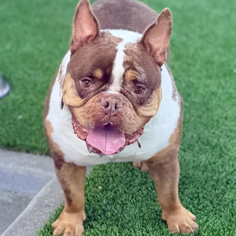 Brownie A thumbnail 2