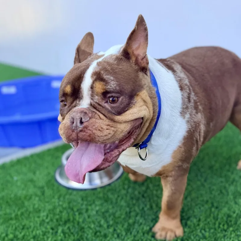 Brownie A thumbnail 3