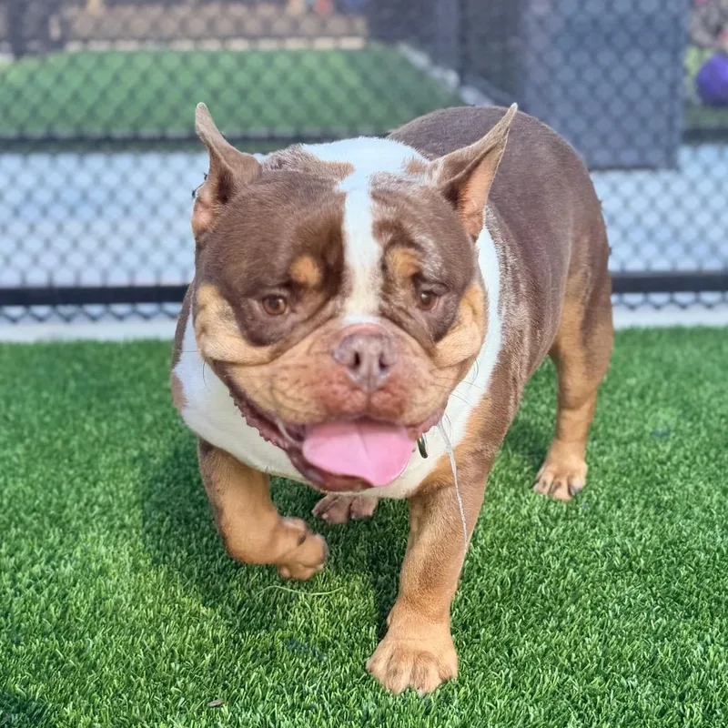 Brownie A thumbnail 4