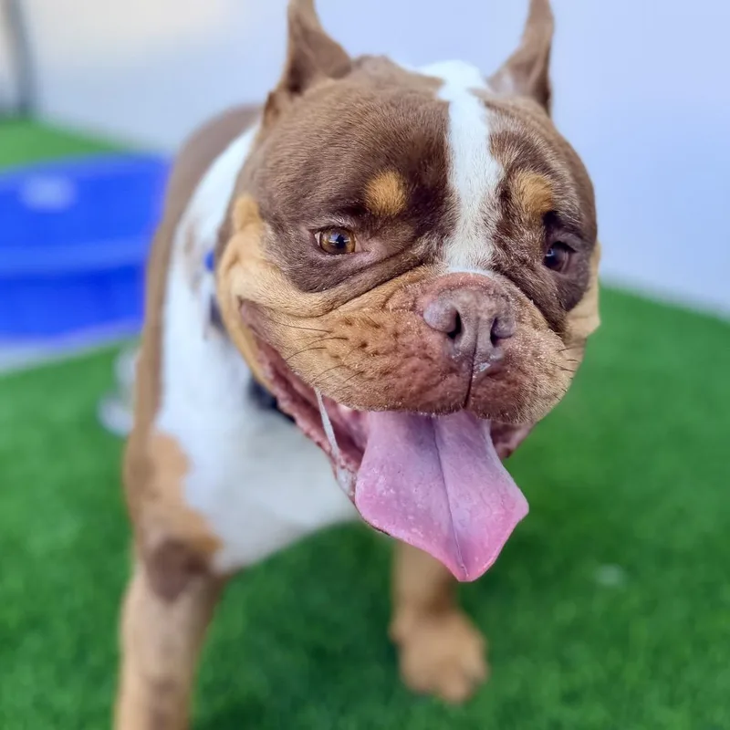 Brownie A thumbnail 5