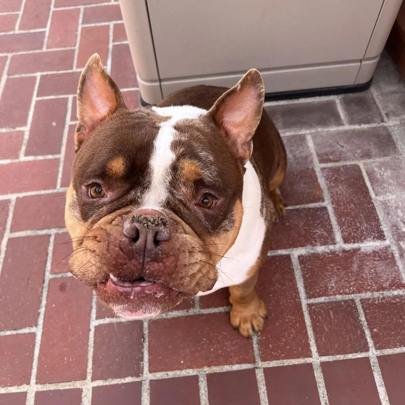 Brownie A thumbnail 6