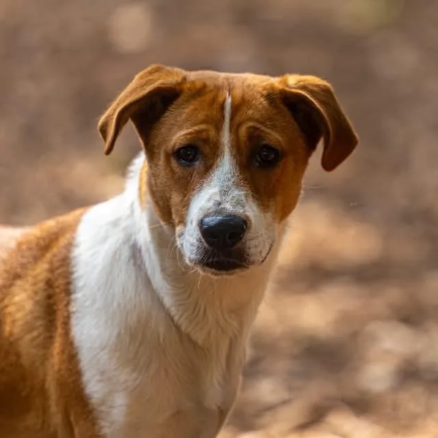 A young medium-sized female White / Cream Beagle dog named Velveeta for adoption in Decatur, GA