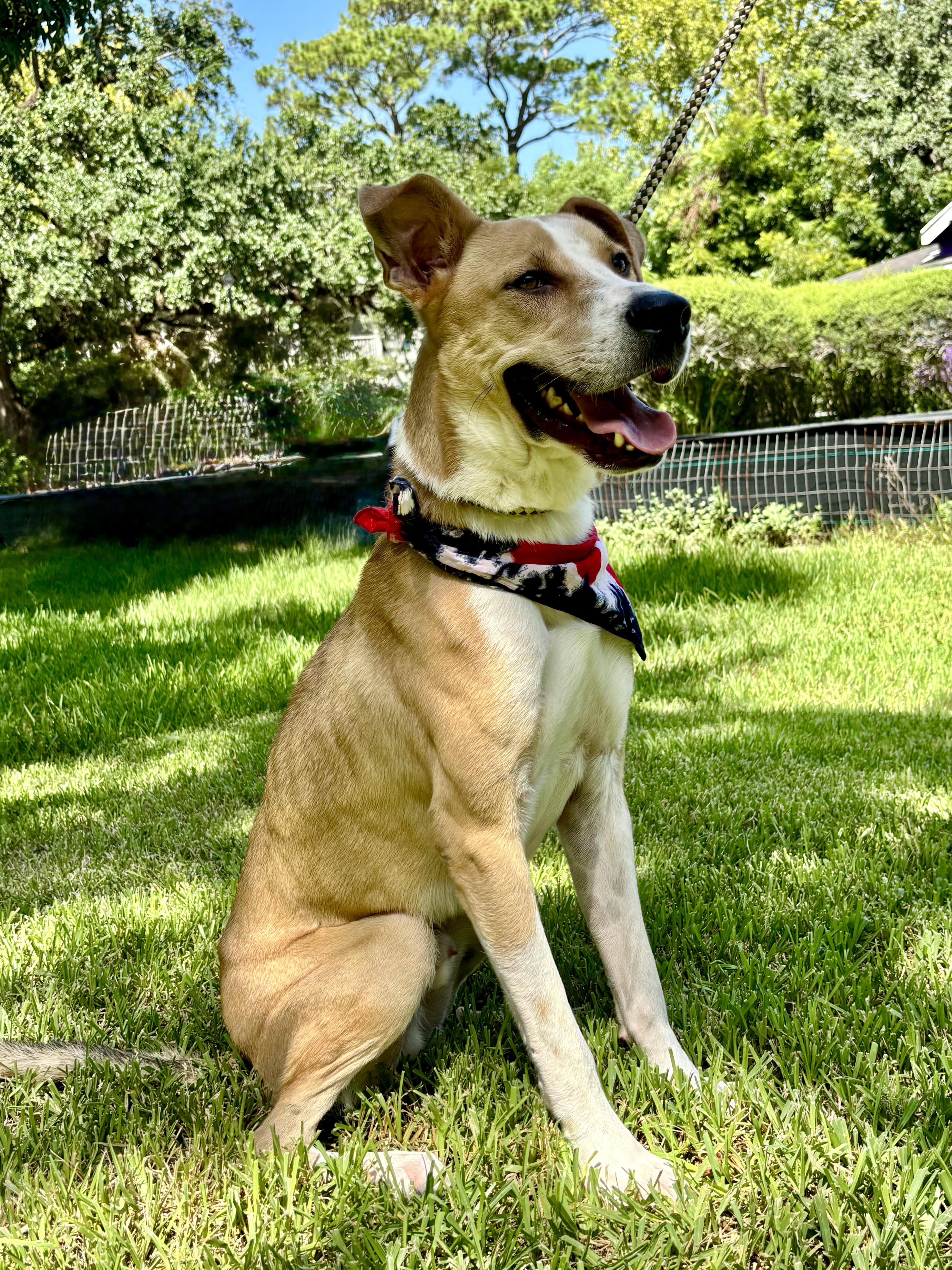 A young large-sized male Yellow / Tan / Blond / Fawn Hound dog named JOHNNY loyal buddy for adoption in Cypress, TX