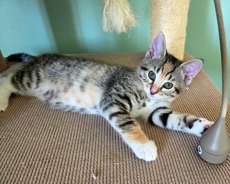 A baby small-sized female Domestic Short Hair cat named Mariachi for adoption in Mission Viejo, CA