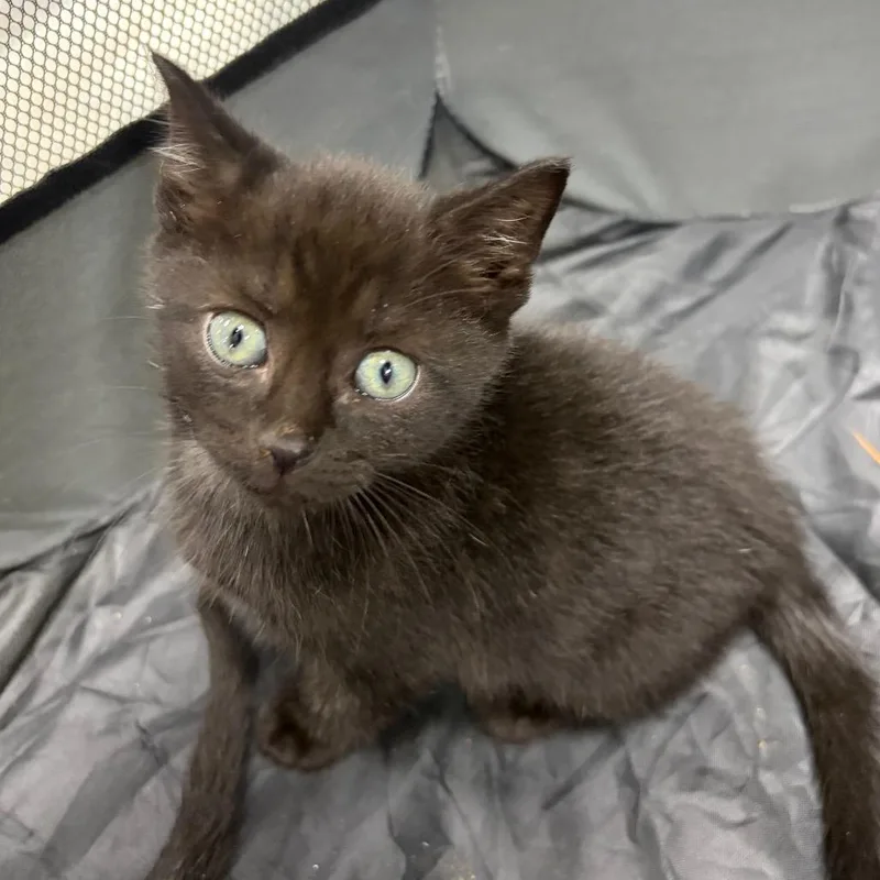A baby small-sized male Black Domestic Short Hair cat named Captain for adoption in Mocksville, NC