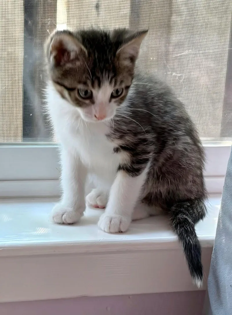 A baby medium-sized male Tabby cat named Leonard for adoption in Campbell, CA