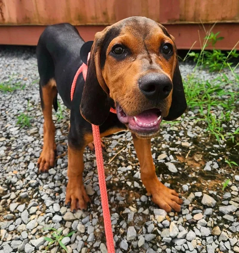A baby large-sized male Bloodhound dog named Boomer for adoption in Newport, KY