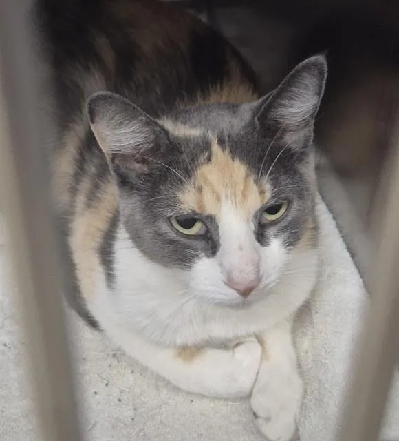 A young medium-sized female Domestic Medium Hair cat named Angela for adoption in Decatur, IL