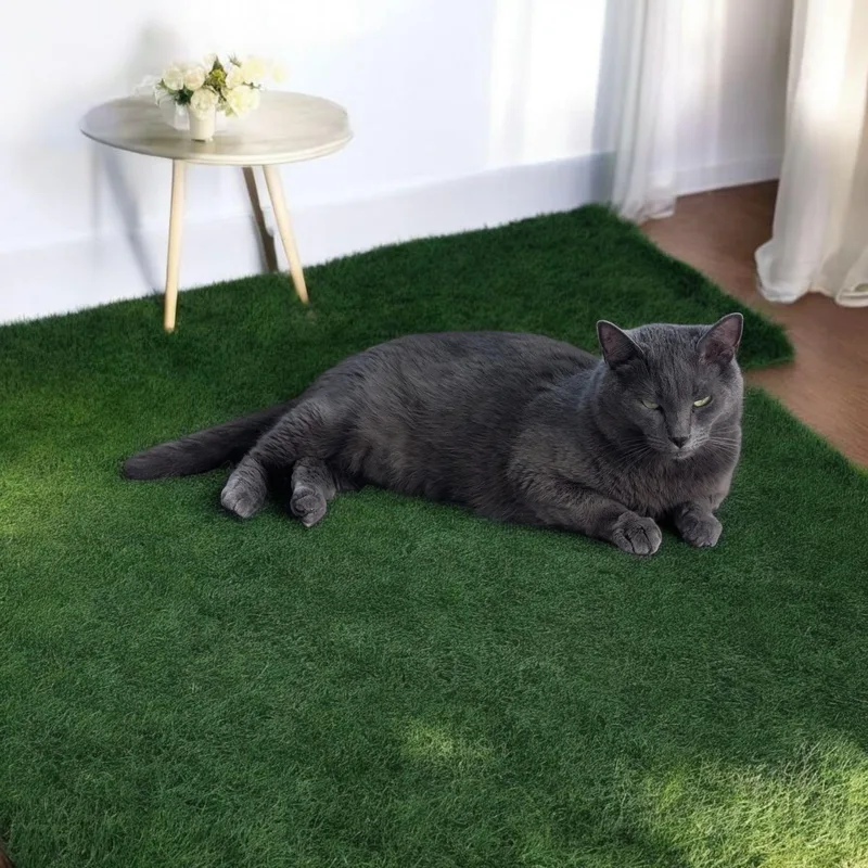 Shake Sc thumbnail 2