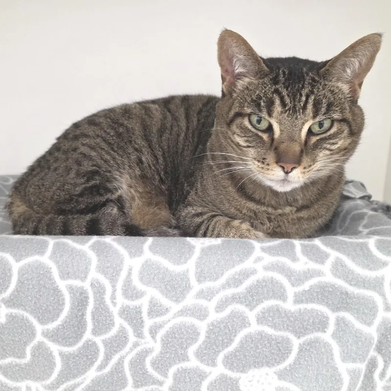 A senior large-sized female Black American Shorthair cat named Sophie for adoption in Fort Wayne, IN