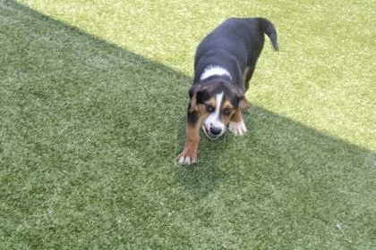 A baby medium-sized male Mixed Breed dog named Joseph for adoption in Kenansville, NC