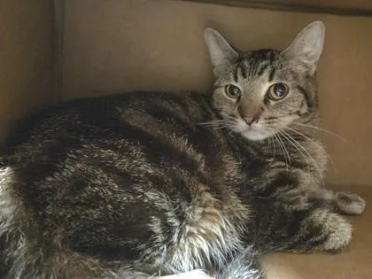 An adult medium-sized female Domestic Short Hair cat named Copper for adoption in Westland, MI