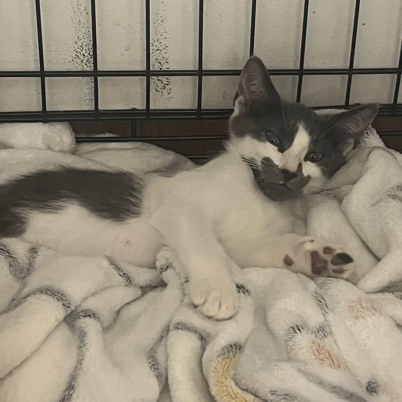 A baby small-sized male Gray / Blue / Silver Domestic Short Hair cat named Chewy for adoption in Weehawken, NJ
