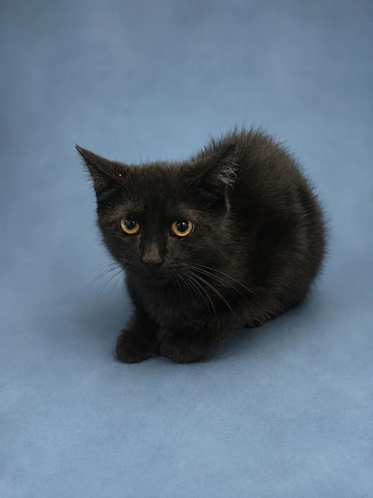 A baby small-sized male Black Domestic Short Hair cat named Freddy Cougar for adoption in Winnsboro, SC
