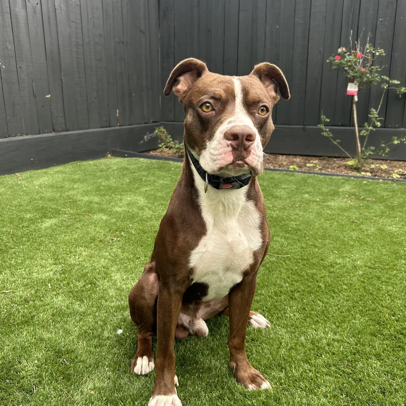 A young medium-sized male Brown / Chocolate American Staffordshire Terrier dog named Browny for adoption in Houston, TX