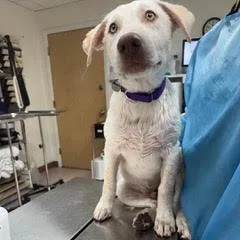 A young medium-sized male White / Cream Labrador Retriever dog named Manny for adoption in Green Valley, AZ