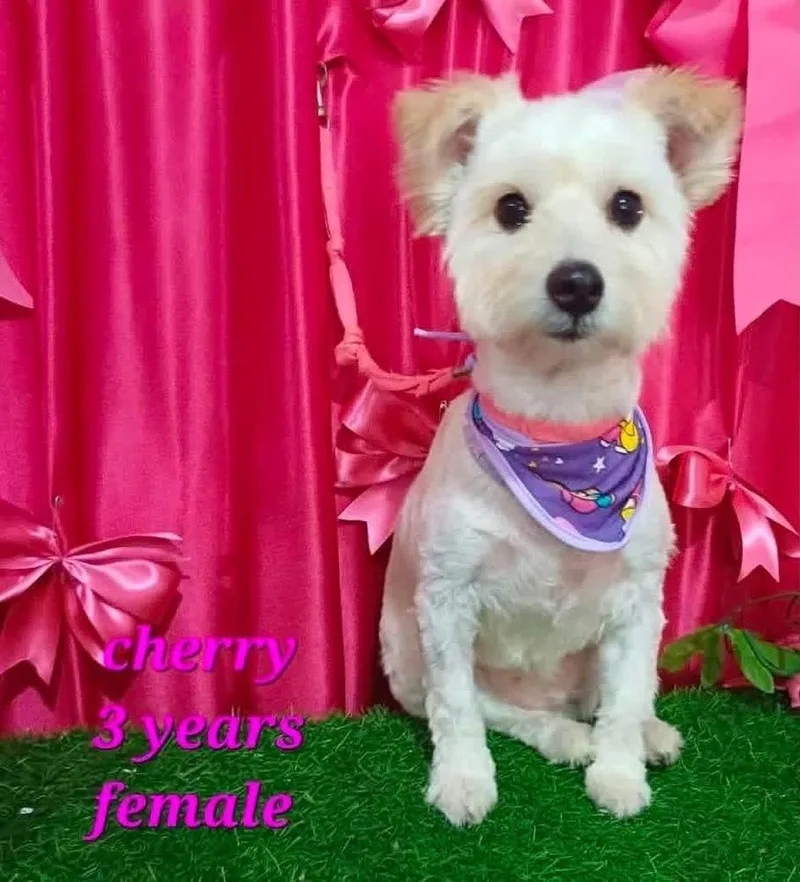 Cherry
