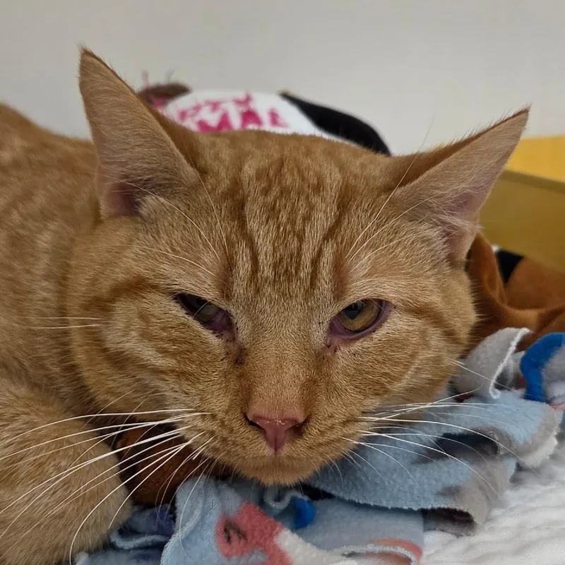 An adult medium-sized male Orange / Red Domestic Short Hair cat named George for adoption in Zanesville, OH