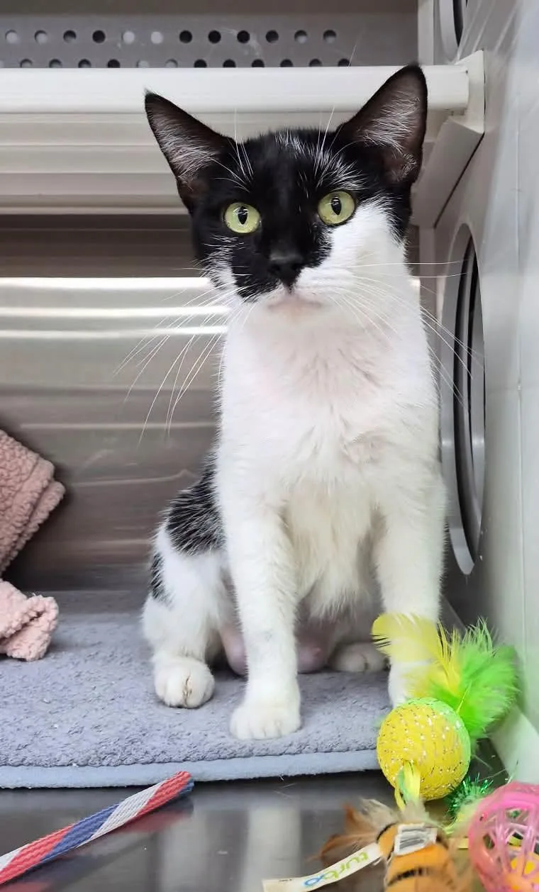 An adult medium-sized female American Shorthair cat named Opal for adoption in Bolivia, NC