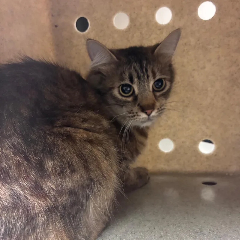 A baby medium-sized female Domestic Short Hair cat named Rtha for adoption in Reno, NV