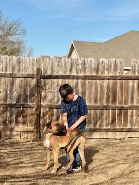 A young medium-sized male Boxer dog named Chance for adoption in Corsicana, TX