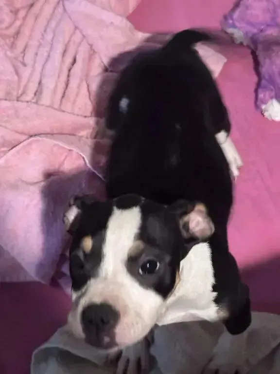 A baby medium-sized female Mixed Breed dog named Viper for adoption in Grand Rapids, MI