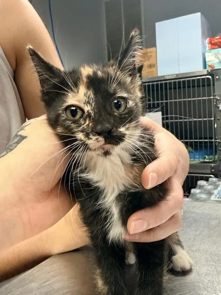 A baby small-sized female Domestic Short Hair cat named Latte for adoption in Salisbury, MD