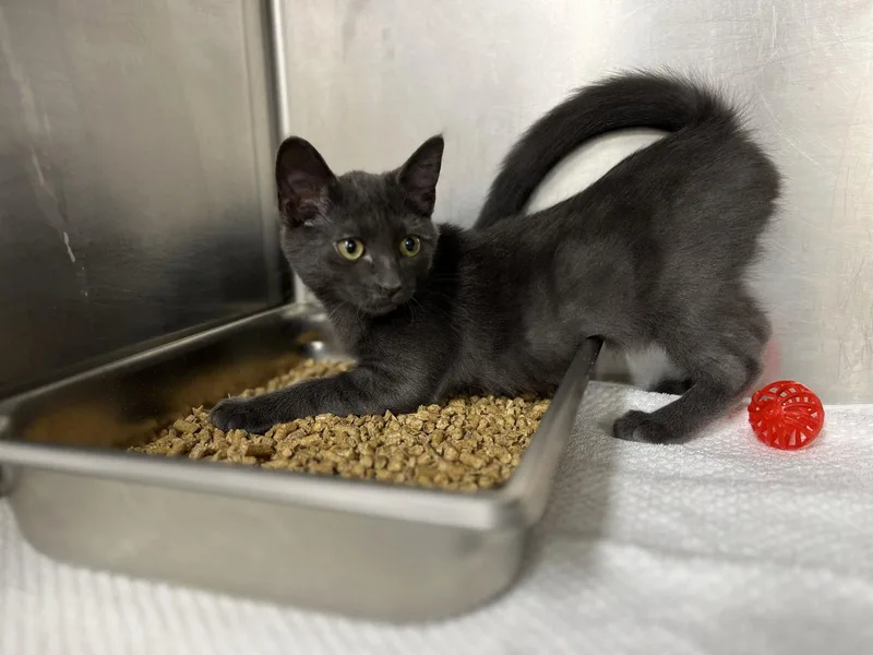 A baby medium-sized male Gray / Blue / Silver Domestic Short Hair cat named Paddy for adoption in Hilton Head Island, SC