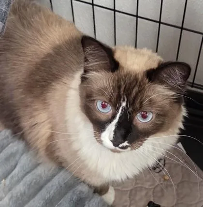 An adult large-sized female Himalayan cat named Chloe for adoption in Fairhope, AL
