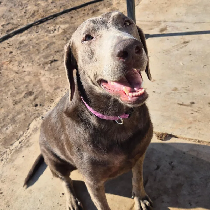 An adult medium-sized female Gray / Blue / Silver Weimaraner dog named Chloe for adoption in Oceanside, CA