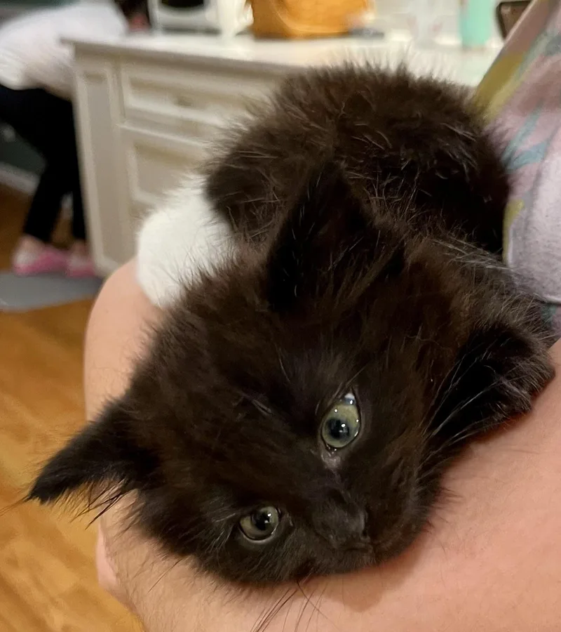 A baby small-sized female Domestic Medium Hair cat named Sable for adoption in Davidson, NC