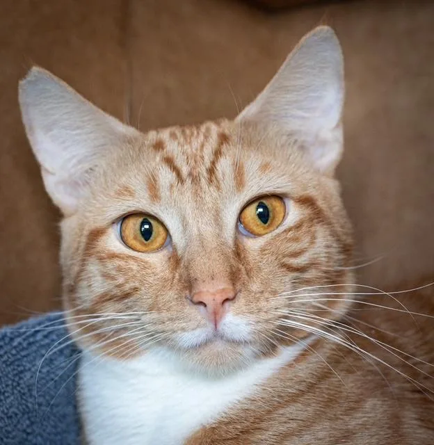 An adult medium-sized male Domestic Short Hair cat named Bouncer for adoption in Boston, MA