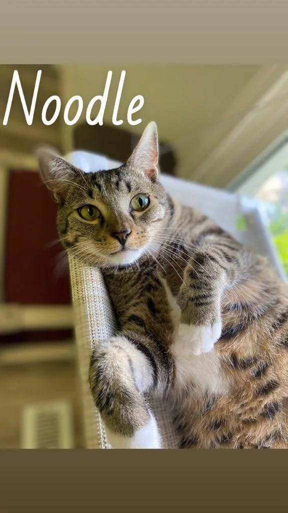 A young medium-sized male Tabby (Brown / Chocolate) Domestic Short Hair cat named Noodle for adoption in Burgaw, NC