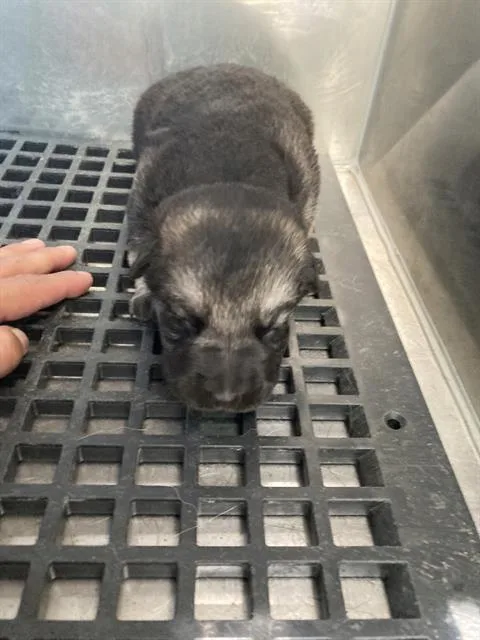A baby small-sized female Mixed Breed dog named Star for adoption in Dallas, TX
