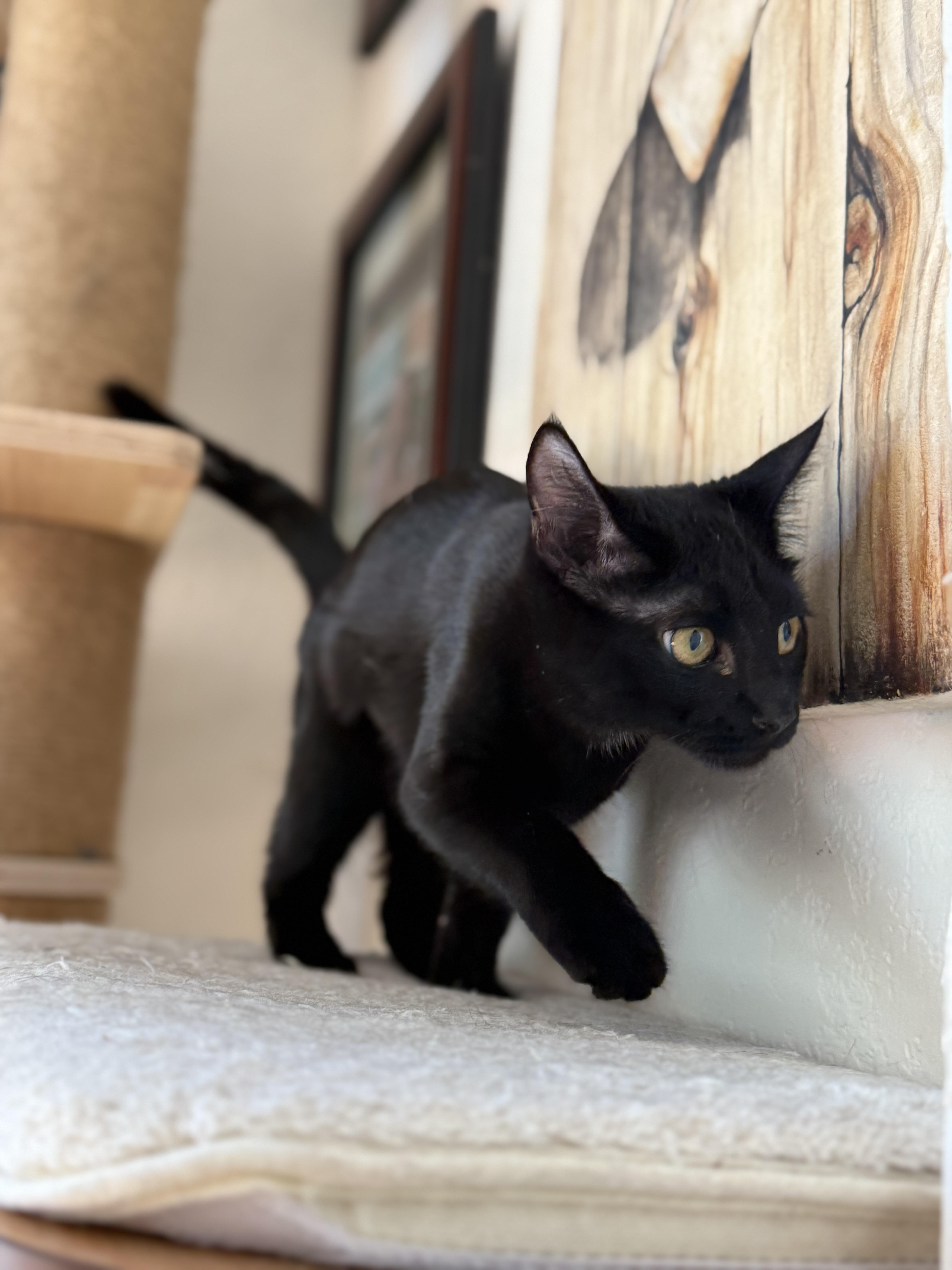 A baby medium-sized female Domestic Short Hair cat named Lola for adoption in Keller, TX