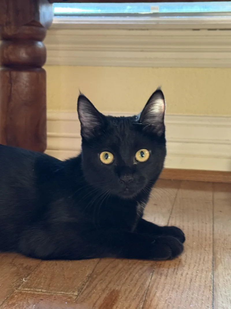 Lola thumbnail 2