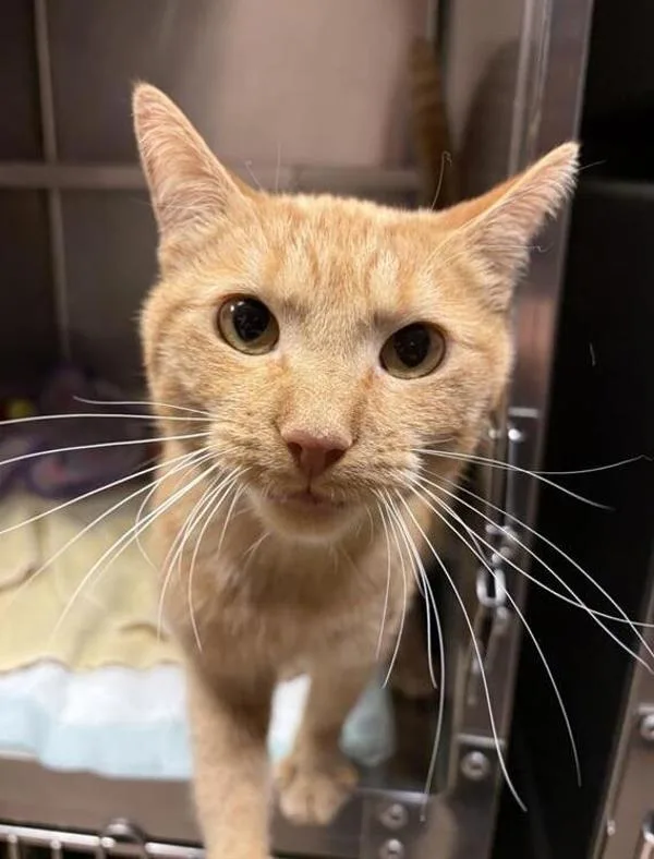 An adult medium-sized male Domestic Short Hair cat named Darwin for adoption in Great Falls, MT