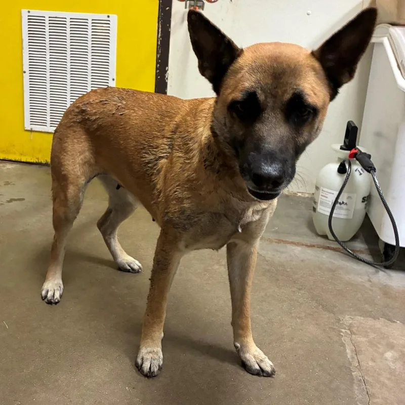 An adult large-sized female Brown / Chocolate Shepherd dog named M&m for adoption in Bryan, TX