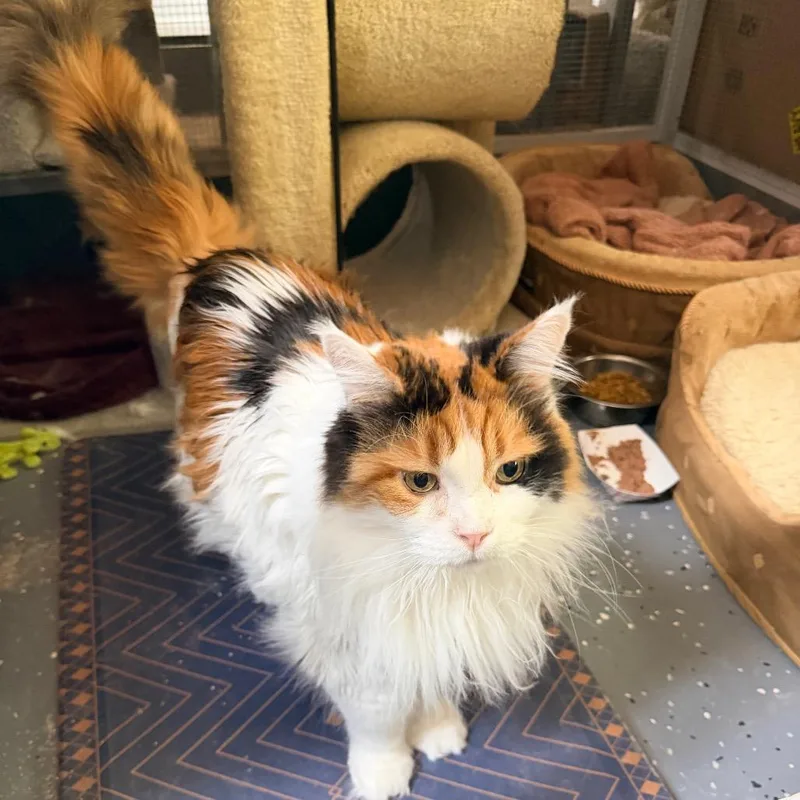 An adult small-sized female Calico Maine Coon cat named Dallas for adoption in Nokesville, VA